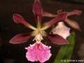 Encyclia_atropurpurea