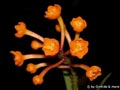 Epidendrum_emisclera