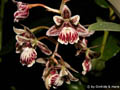 Epidendrum_marmoratum