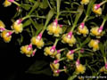 Epidendrum pseudoepidendrum semialba