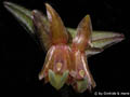 Epidendrum schlechterianum