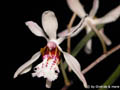 Holcoglossum wangii