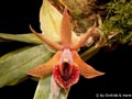 Kalopternix deltoglossus, Epidendrum deltoglossum