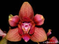 Phalaenopsis Labelloid