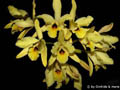 Laelia aurea