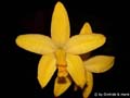 Laelia briegeri