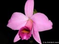 Laelia dayana