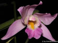 Laelia majalis