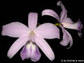 Laelia sincorana coerulea