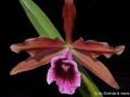 Laelia tenebrosa