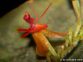 Lepanthes calodictyon