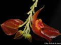 Lepanthes cordeliae