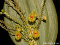 Lepanthes gargantua