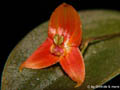 Lepanthes niesseniae