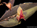 Lepanthes papyrophylla