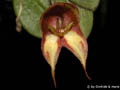 Lepanthes quadricornis