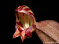 Lepanthes_ribes