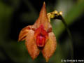 Lepanthes_spec