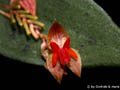 Lepanthes_spec