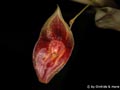 Lepanthes_spec