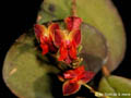 Lepanthes_tracheia