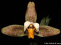 Lycaste deppei