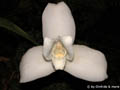 Lycaste skinneri alba