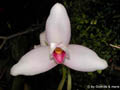 Lycaste skinneri