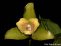 Lycaste xanthocheila