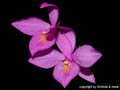 Barkeria skinneri