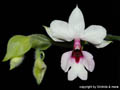 Calanthe vestita