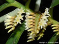 Campylocentrum micranthum