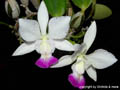 Cattleya nobilior semialba