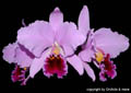 Cattleya percivalliana Centro Remolacho