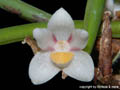 Ceratostylis incognita