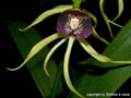 Encyclia cochleata