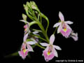 Epidendrum calanthum