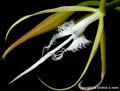 Epidendrum ciliare