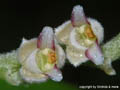 Eria spec