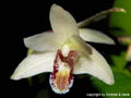 Eria coronaria