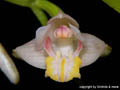 Eria rosea