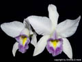 Laelia anceps veitchiana