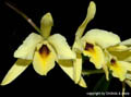 Laelia aurea