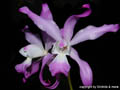Laelia autumnalis