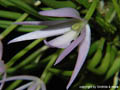 Leptotes unicolor