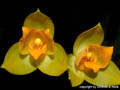 Lycaste crinita