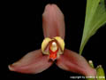 Lycaste lasioglossa x skinneri