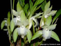 Lycaste trifoliata