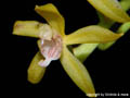 Macradenia lutescens