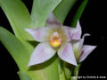 Maxillaria carinulata
